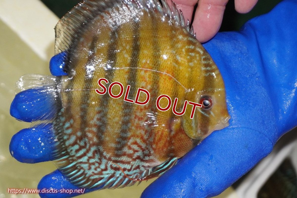 画像2: 【ワイルドディスカス】【通販】【未開の新産地個体】ラーゴサポ パールロイヤル【個体販売】15-16cm（生体）(生体)ラーゴサポ産 (2)