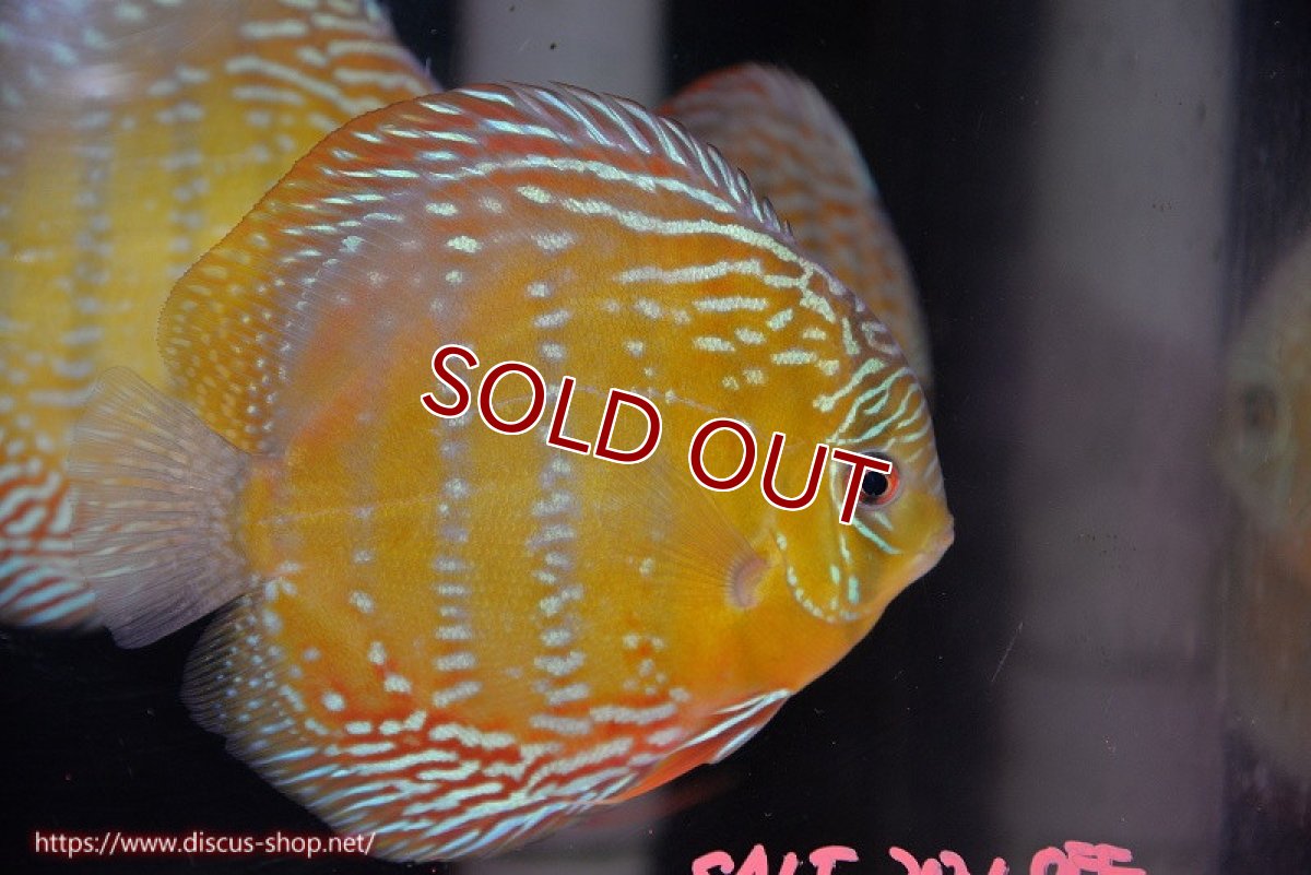 画像1: 【ワイルドディスカス】【通販】【未開の新産地個体】ラーゴサポ ミドルパールロイヤル【個体販売】15-16cm（生体）ラーゴサポ産 (1)