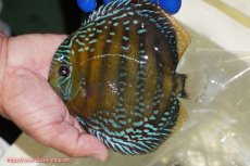 画像1: 【ワイルドディスカス】【通販】【未開の新産地個体】ラーゴサポ ミドルパールロイヤル【個体販売】15-16cm（生体）(生体)ラーゴサポ産 (1)