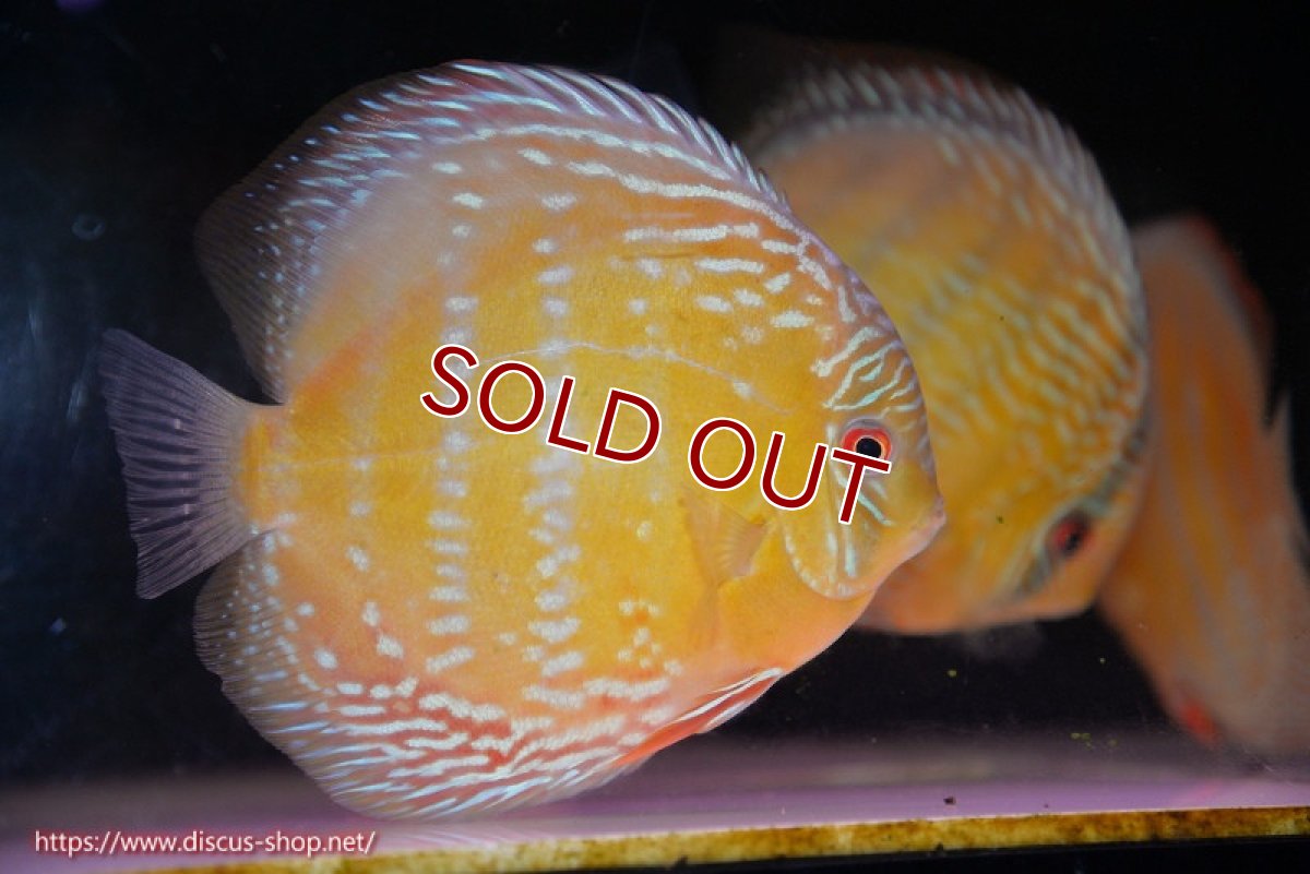 画像2: 【ワイルドディスカス】【通販】【未開の新産地個体】ラーゴサポ ミドルパールロイヤル【個体販売】15-16cm（生体）ラーゴサポ産 (2)