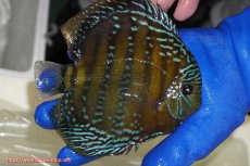 画像2: 【ワイルドディスカス】【通販】【未開の新産地個体】ラーゴサポ ミドルパールロイヤル【個体販売】15-16cm（生体）(生体)ラーゴサポ産 (2)