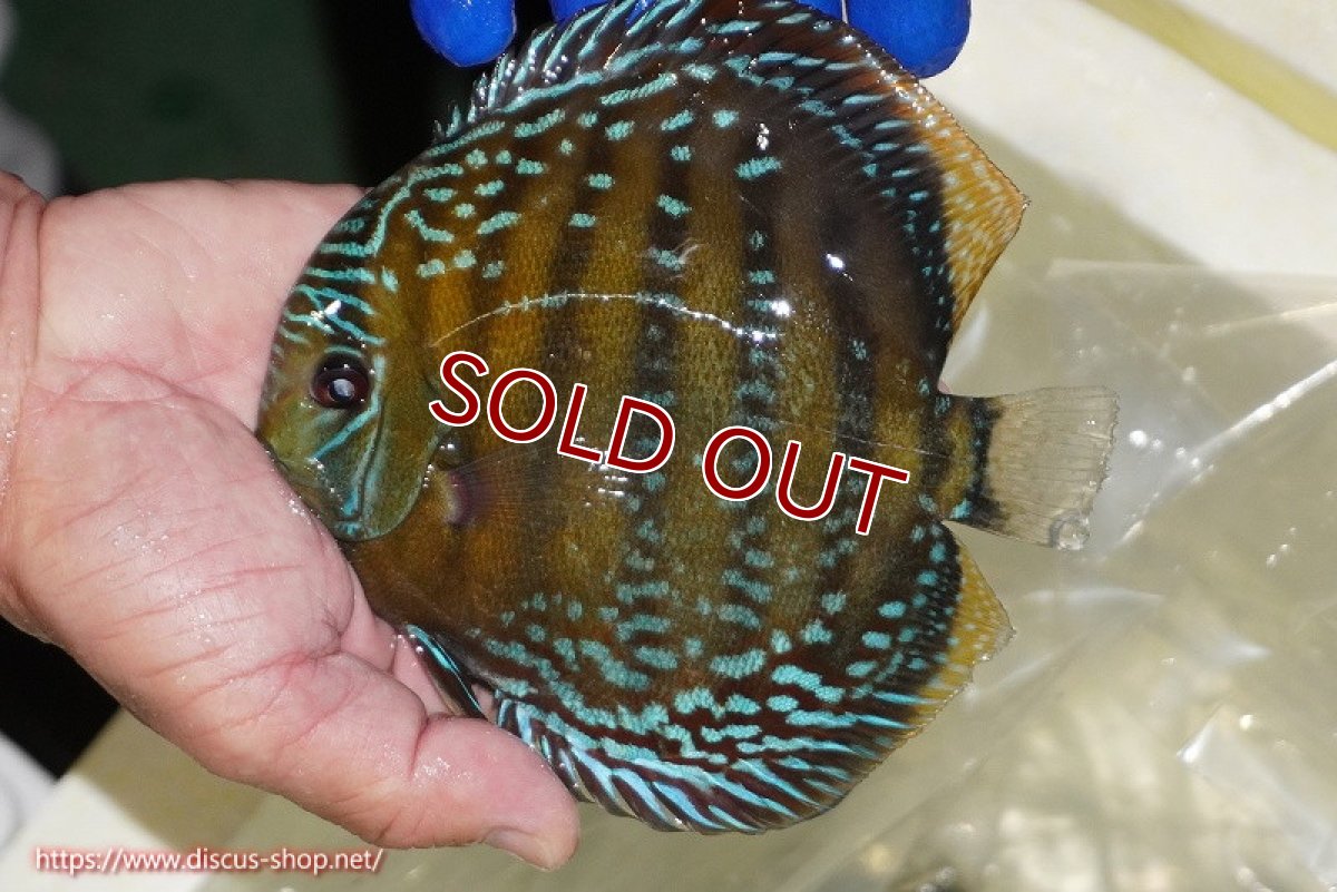 画像3: 【ワイルドディスカス】【通販】【未開の新産地個体】ラーゴサポ ミドルパールロイヤル【個体販売】15-16cm（生体）ラーゴサポ産 (3)