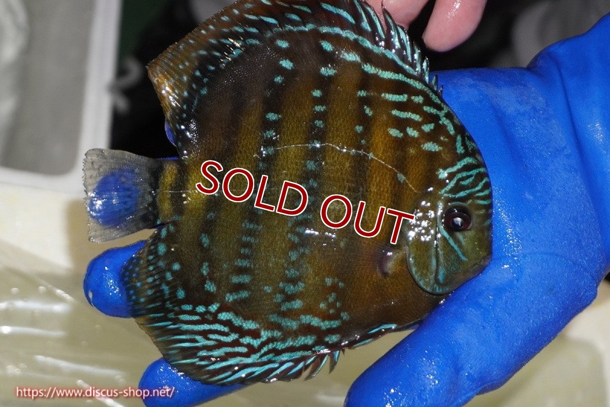 画像4: 【ワイルドディスカス】【通販】【未開の新産地個体】ラーゴサポ ミドルパールロイヤル【個体販売】15-16cm（生体）ラーゴサポ産 (4)