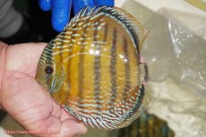 画像1: 【ワイルドディスカス】【通販】【未開の新産地個体】ラーゴサポ ミドルパールロイヤル【個体販売】15-16cm（生体）(生体)ラーゴサポ産 (1)