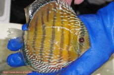 画像4: 【ウィンターセール クーポンご利用で更に10％OFF対象商品】【ワイルドディスカス】【通販】【未開の新産地個体】ラーゴサポ ミドルパールロイヤル【個体販売】15-16cm（生体）ラーゴサポ産 (4)