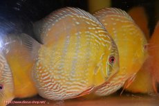 画像3: 【ウィンターセール クーポンご利用で更に10％OFF対象商品】【ワイルドディスカス】【通販】【未開の新産地個体】ラーゴサポ ミドルパールロイヤル【個体販売】15-16cm（生体）ラーゴサポ産 (3)