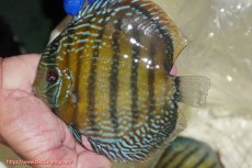 画像4: 【ウィンターセール クーポンご利用で更に10％OFF対象商品】【ワイルドディスカス】【通販】【未開の新産地個体】ラーゴサポ ミドルパールロイヤル【個体販売】15-16cm（生体）ラーゴサポ産 (4)