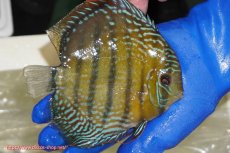 画像5: 【ウィンターセール クーポンご利用で更に10％OFF対象商品】【ワイルドディスカス】【通販】【未開の新産地個体】ラーゴサポ ミドルパールロイヤル【個体販売】15-16cm（生体）ラーゴサポ産 (5)