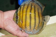 画像1: 【ワイルドディスカス】【通販】【未開の新産地個体】ラーゴサポ ミドルパールロイヤル【個体販売】15-16cm（生体）(生体)ラーゴサポ産 (1)