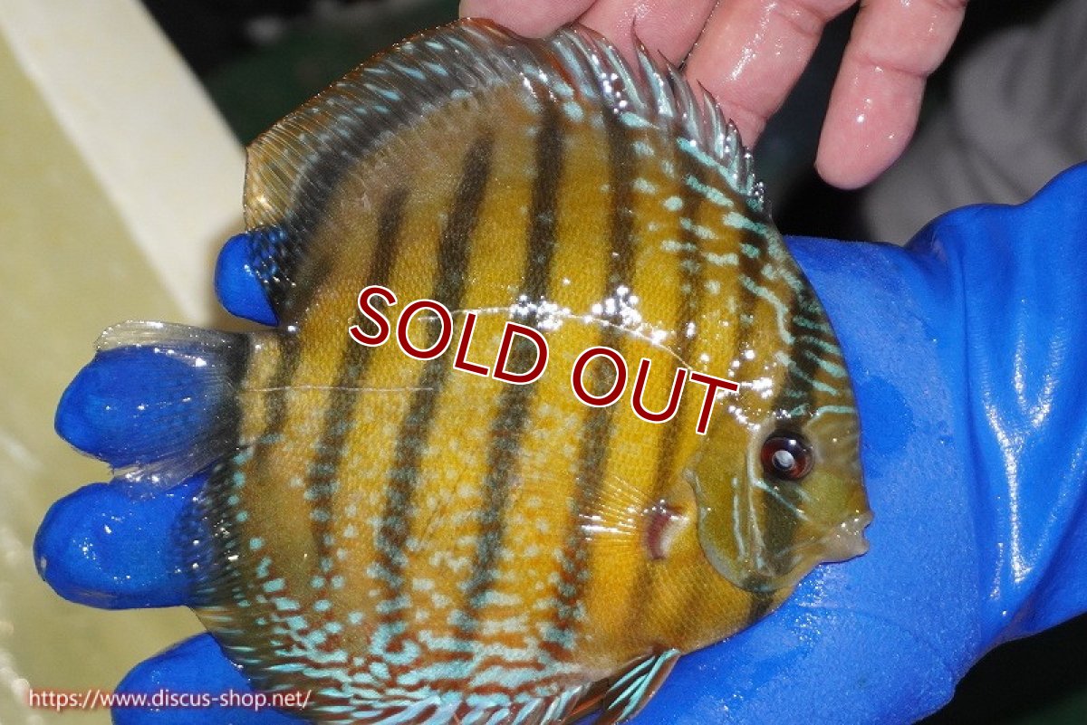 画像3: 【ワイルドディスカス】【通販】【未開の新産地個体】ラーゴサポ ミドルパールロイヤル【個体販売】15-16cm（生体）ラーゴサポ産 (3)