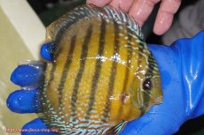 画像3: 【ワイルドディスカス】【通販】【未開の新産地個体】ラーゴサポ ミドルパールロイヤル【個体販売】15-16cm（生体）ラーゴサポ産 (3)