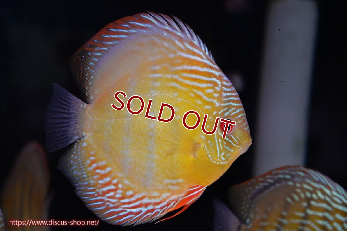 画像1: 【ワイルドディスカス】【通販】【未開の新産地個体】ラーゴサポ ミドルパールロイヤル【個体販売】15-16cm（生体）ラーゴサポ産 (1)