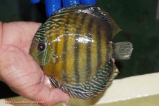 画像1: 【ワイルドディスカス】【通販】【未開の新産地個体】ラーゴサポ ミドルパールロイヤル【個体販売】15-16cm（生体）(生体)ラーゴサポ産 (1)