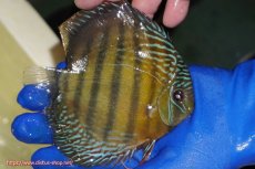 画像4: 【ワイルドディスカス】【通販】【未開の新産地個体】ラーゴサポ ミドルパールロイヤル【個体販売】15-16cm（生体）ラーゴサポ産 (4)