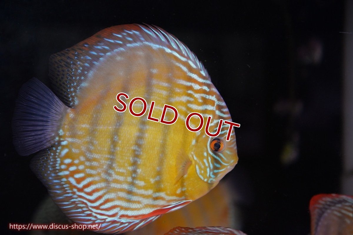 画像1: 【ワイルドディスカス】【通販】【未開の新産地個体】ラーゴサポ ミドルパールロイヤル（オレンジ目）【個体販売】15-16cm（生体）ラーゴサポ産 (1)