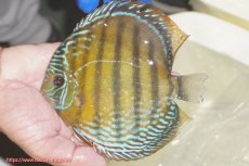 画像1: 【ワイルドディスカス】【通販】【未開の新産地個体】ラーゴサポ ミドルパールロイヤル【個体販売】15-16cm（生体）(生体)ラーゴサポ産 (1)