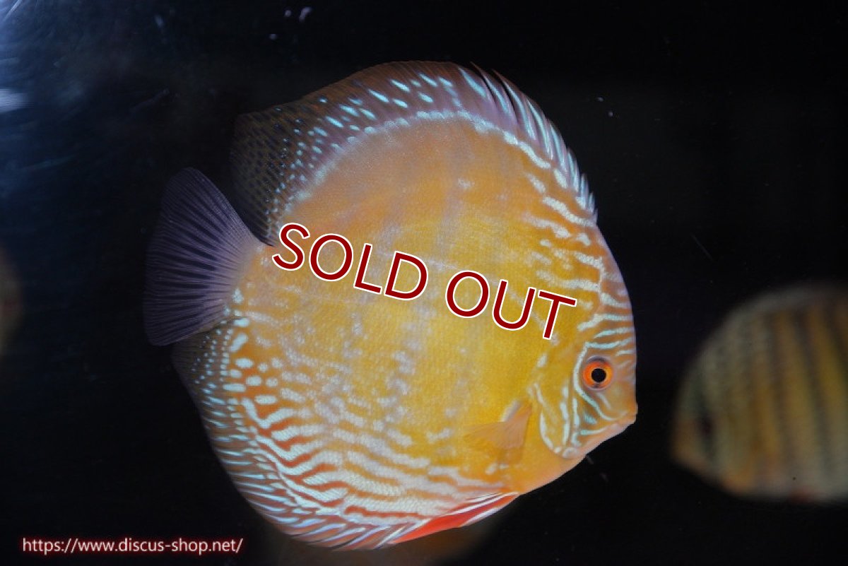 画像3: 【ワイルドディスカス】【通販】【未開の新産地個体】ラーゴサポ ミドルパールロイヤル（オレンジ目）【個体販売】15-16cm（生体）ラーゴサポ産 (3)