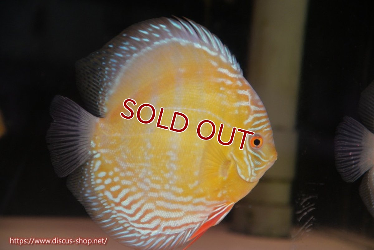 画像4: 【ワイルドディスカス】【通販】【未開の新産地個体】ラーゴサポ ミドルパールロイヤル（オレンジ目）【個体販売】15-16cm（生体）ラーゴサポ産 (4)