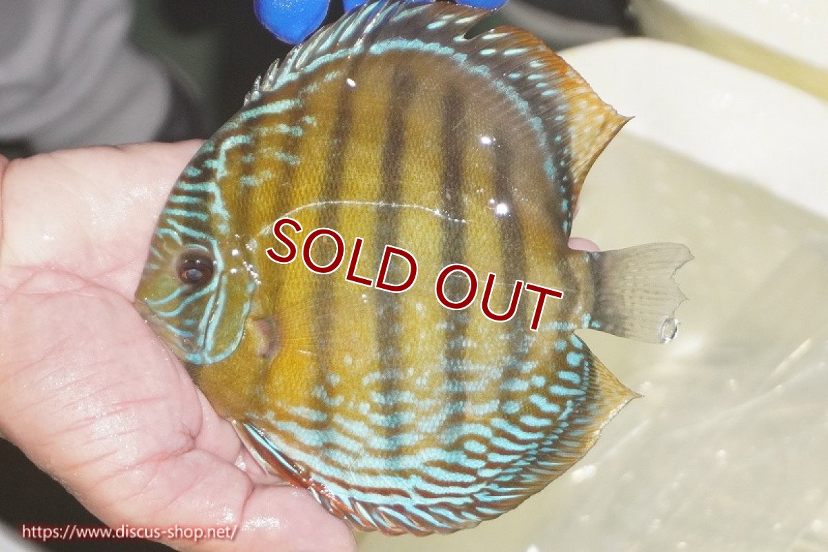 画像5: 【ワイルドディスカス】【通販】【未開の新産地個体】ラーゴサポ ミドルパールロイヤル（オレンジ目）【個体販売】15-16cm（生体）ラーゴサポ産 (5)