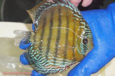 画像6: 【ワイルドディスカス】【通販】【未開の新産地個体】ラーゴサポ ミドルパールロイヤル（オレンジ目）【個体販売】15-16cm（生体）ラーゴサポ産 (6)