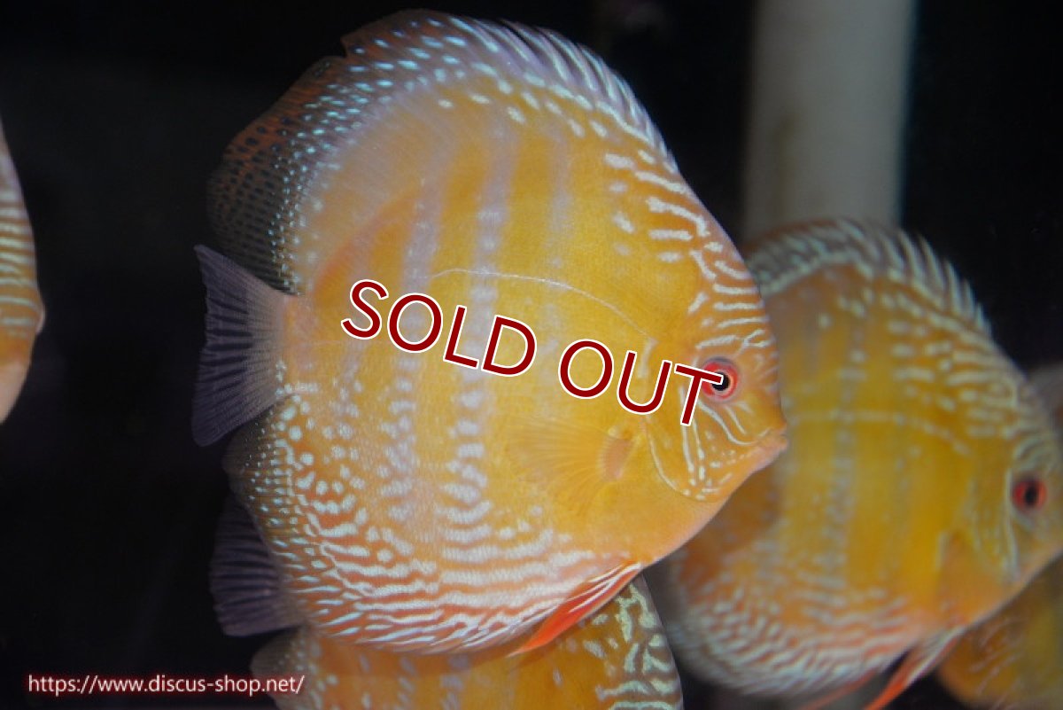 画像1: 【ワイルドディスカス】【通販】【未開の新産地個体】ラーゴサポ ミドルパールロイヤル【個体販売】15-16cm（生体）ラーゴサポ産 (1)