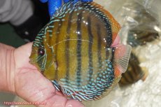 画像1: 【ワイルドディスカス】【通販】【未開の新産地個体】ラーゴサポ ミドルパールロイヤル【個体販売】15-16cm（生体）(生体)ラーゴサポ産 (1)