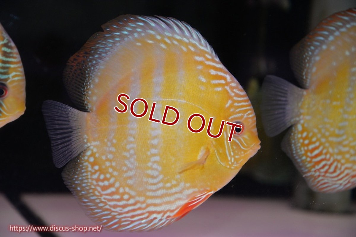 画像2: 【ワイルドディスカス】【通販】【未開の新産地個体】ラーゴサポ ミドルパールロイヤル【個体販売】15-16cm（生体）ラーゴサポ産 (2)