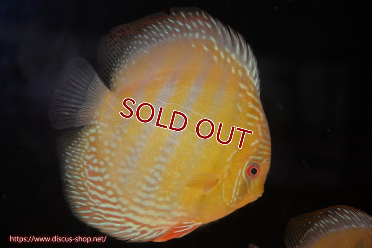 画像4: 【ワイルドディスカス】【通販】【未開の新産地個体】ラーゴサポ ミドルパールロイヤル【個体販売】15-16cm（生体）ラーゴサポ産 (4)