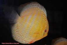 画像4: 【ワイルドディスカス】【通販】【未開の新産地個体】ラーゴサポ ミドルパールロイヤル【個体販売】15-16cm（生体）ラーゴサポ産 (4)