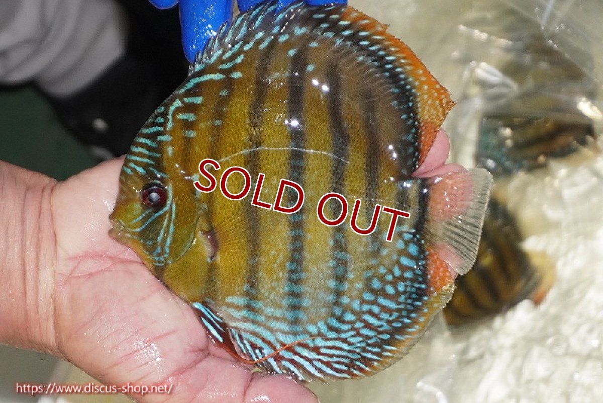 画像5: 【ワイルドディスカス】【通販】【未開の新産地個体】ラーゴサポ ミドルパールロイヤル【個体販売】15-16cm（生体）ラーゴサポ産 (5)