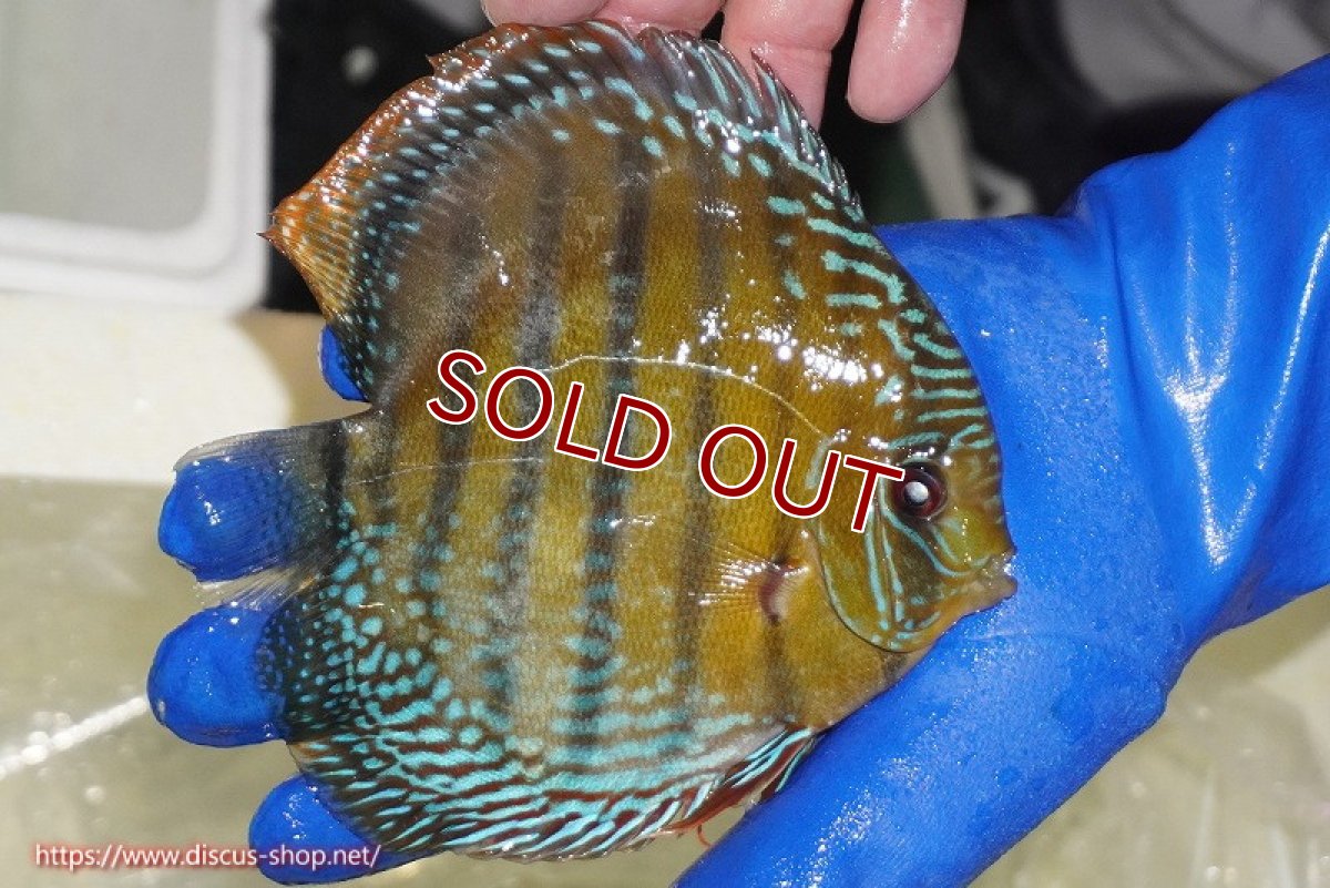 画像6: 【ワイルドディスカス】【通販】【未開の新産地個体】ラーゴサポ ミドルパールロイヤル【個体販売】15-16cm（生体）ラーゴサポ産 (6)