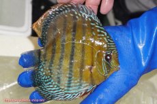 画像6: 【ワイルドディスカス】【通販】【未開の新産地個体】ラーゴサポ ミドルパールロイヤル【個体販売】15-16cm（生体）ラーゴサポ産 (6)