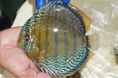 画像1: 【ワイルドディスカス】【通販】【未開の新産地個体】ラーゴサポ ミドルパールロイヤル【個体販売】15-16cm（生体）(生体)ラーゴサポ産 (1)
