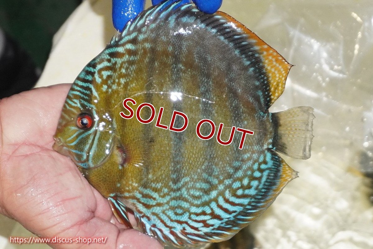 画像2: 【ワイルドディスカス】【通販】【未開の新産地個体】ラーゴサポ ミドルパールロイヤル【個体販売】15-16cm（生体）ラーゴサポ産 (2)