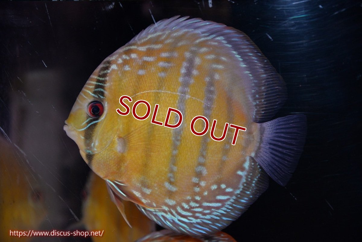 画像1: 【決算セール クーポンご利用で更に10％OFF対象商品】【ワイルドディスカス】【通販】【未開の新産地個体】ラーゴサポ ミドルパールロイヤル【個体販売】15-16cm（生体）ラーゴサポ産 (1)