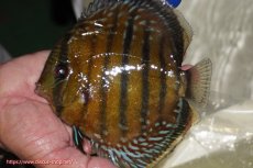画像1: 【ワイルドディスカス】【通販】【未開の新産地個体】ラーゴサポ ミドルパールロイヤル【個体販売】15-16cm（生体）(生体)ラーゴサポ産 (1)