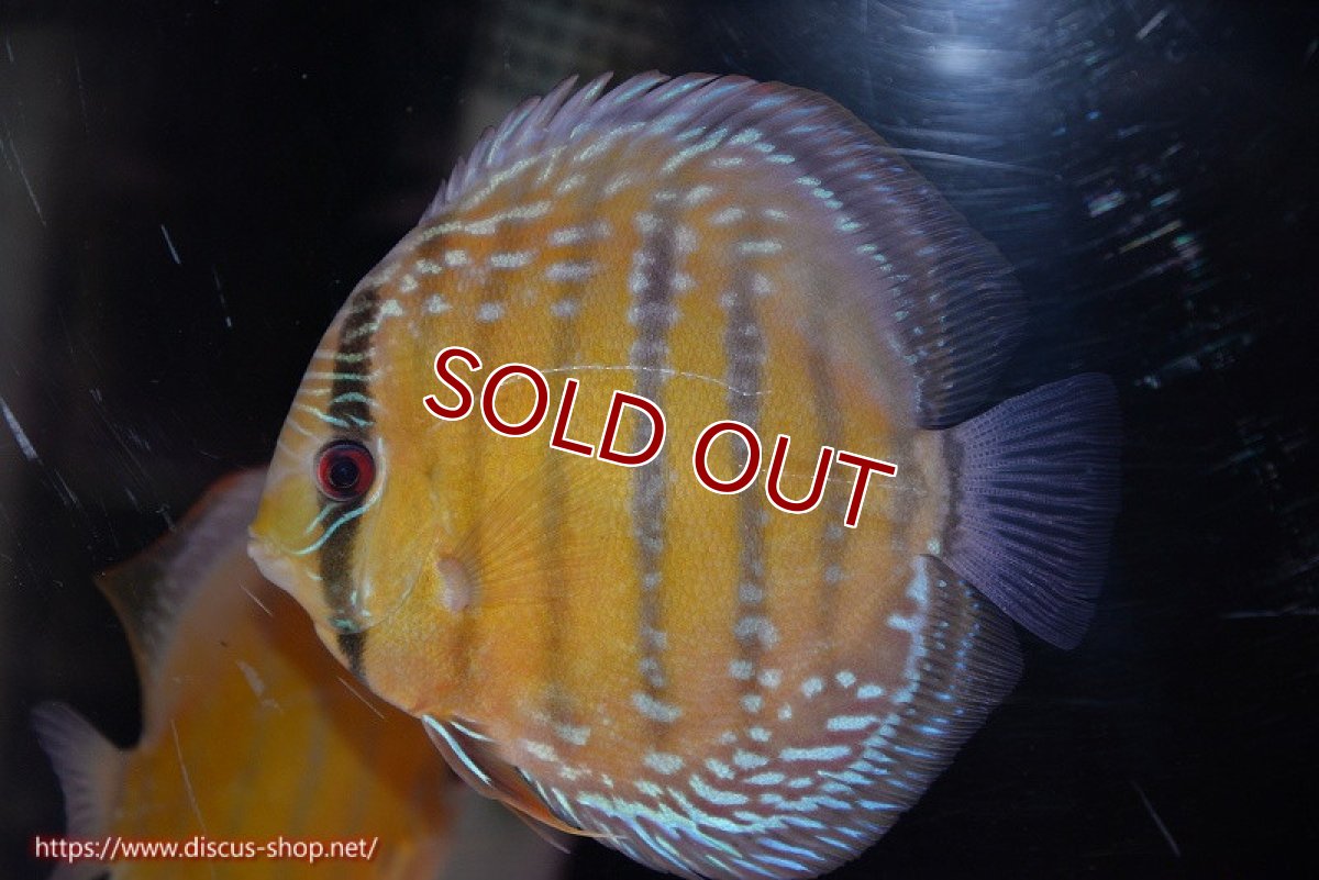 画像2: 【決算セール クーポンご利用で更に10％OFF対象商品】【ワイルドディスカス】【通販】【未開の新産地個体】ラーゴサポ ミドルパールロイヤル【個体販売】15-16cm（生体）ラーゴサポ産 (2)