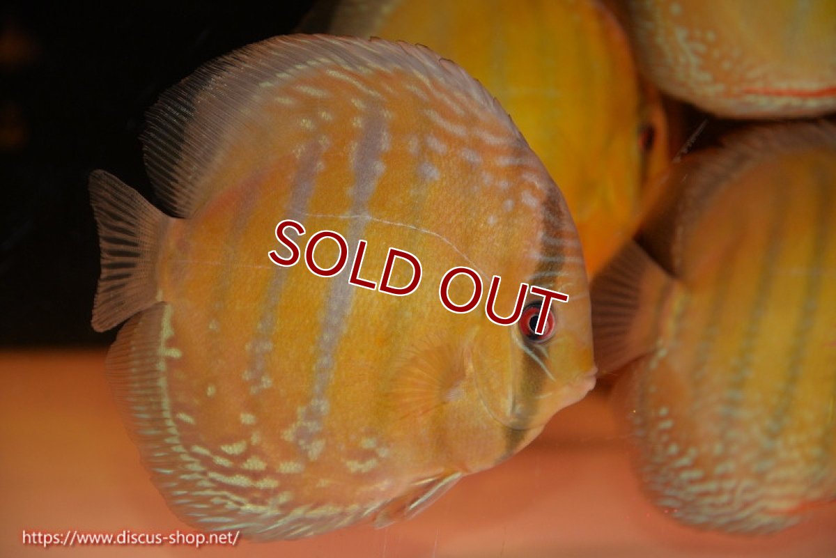 画像3: 【決算セール クーポンご利用で更に10％OFF対象商品】【ワイルドディスカス】【通販】【未開の新産地個体】ラーゴサポ ミドルパールロイヤル【個体販売】15-16cm（生体）ラーゴサポ産 (3)