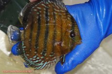 画像3: 【ウィンターセール クーポンご利用で更に10％OFF対象商品】【ワイルドディスカス】【通販】【未開の新産地個体】ラーゴサポ ミドルパールロイヤル【個体販売】15-16cm（生体）ラーゴサポ産 (3)