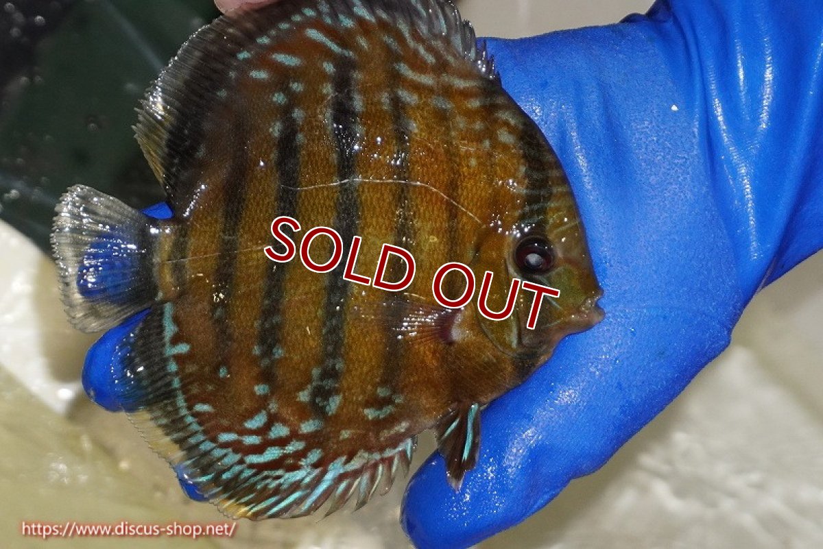 画像5: 【決算セール クーポンご利用で更に10％OFF対象商品】【ワイルドディスカス】【通販】【未開の新産地個体】ラーゴサポ ミドルパールロイヤル【個体販売】15-16cm（生体）ラーゴサポ産 (5)