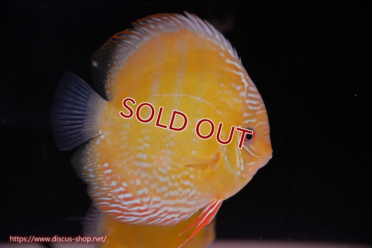 画像1: 【ワイルドディスカス】【通販】【未開の新産地個体】ラーゴサポ ミドルパールロイヤル【個体販売】15-16cm（生体）ラーゴサポ産 (1)