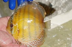 画像1: 【ワイルドディスカス】【通販】【未開の新産地個体】ラーゴサポ ミドルパールロイヤル【個体販売】15-16cm（生体）(生体)ラーゴサポ産 (1)