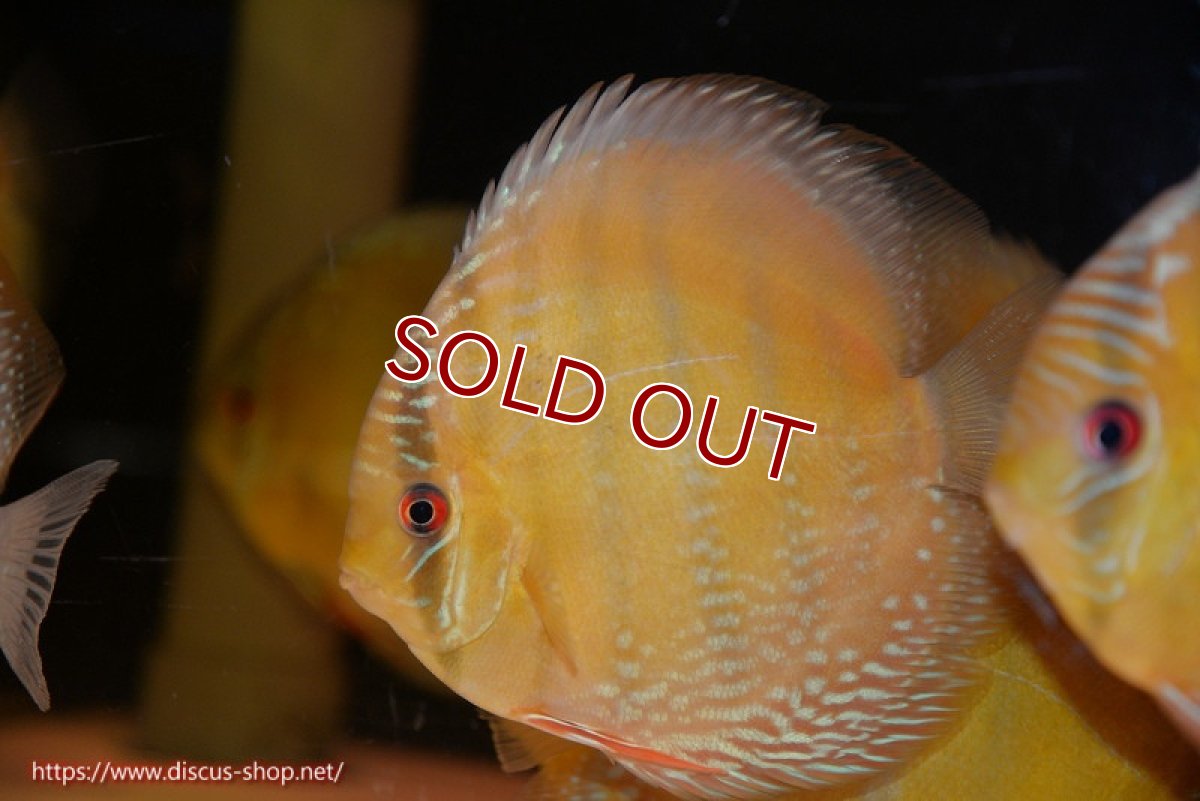 画像2: 【ワイルドディスカス】【通販】【未開の新産地個体】ラーゴサポ ミドルパールロイヤル【個体販売】15-16cm（生体）ラーゴサポ産 (2)