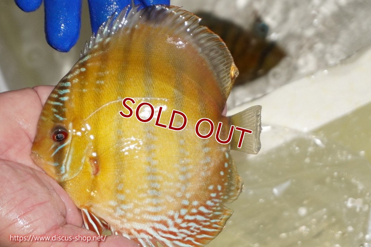 画像3: 【ワイルドディスカス】【通販】【未開の新産地個体】ラーゴサポ ミドルパールロイヤル【個体販売】15-16cm（生体）ラーゴサポ産 (3)