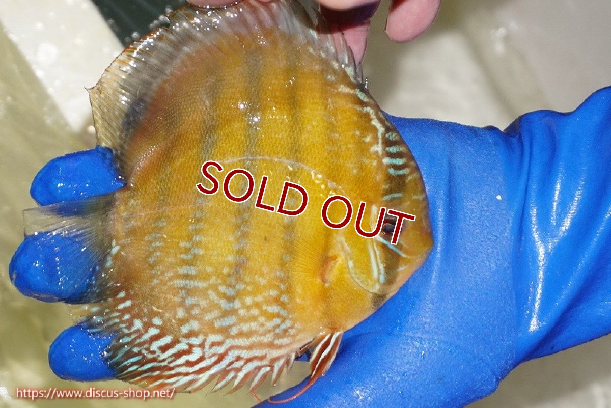 画像4: 【ワイルドディスカス】【通販】【未開の新産地個体】ラーゴサポ ミドルパールロイヤル【個体販売】15-16cm（生体）ラーゴサポ産 (4)