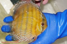 画像4: 【ウィンターセール クーポンご利用で更に10％OFF対象商品】【ワイルドディスカス】【通販】【未開の新産地個体】ラーゴサポ ミドルパールロイヤル【個体販売】15-16cm（生体）ラーゴサポ産 (4)