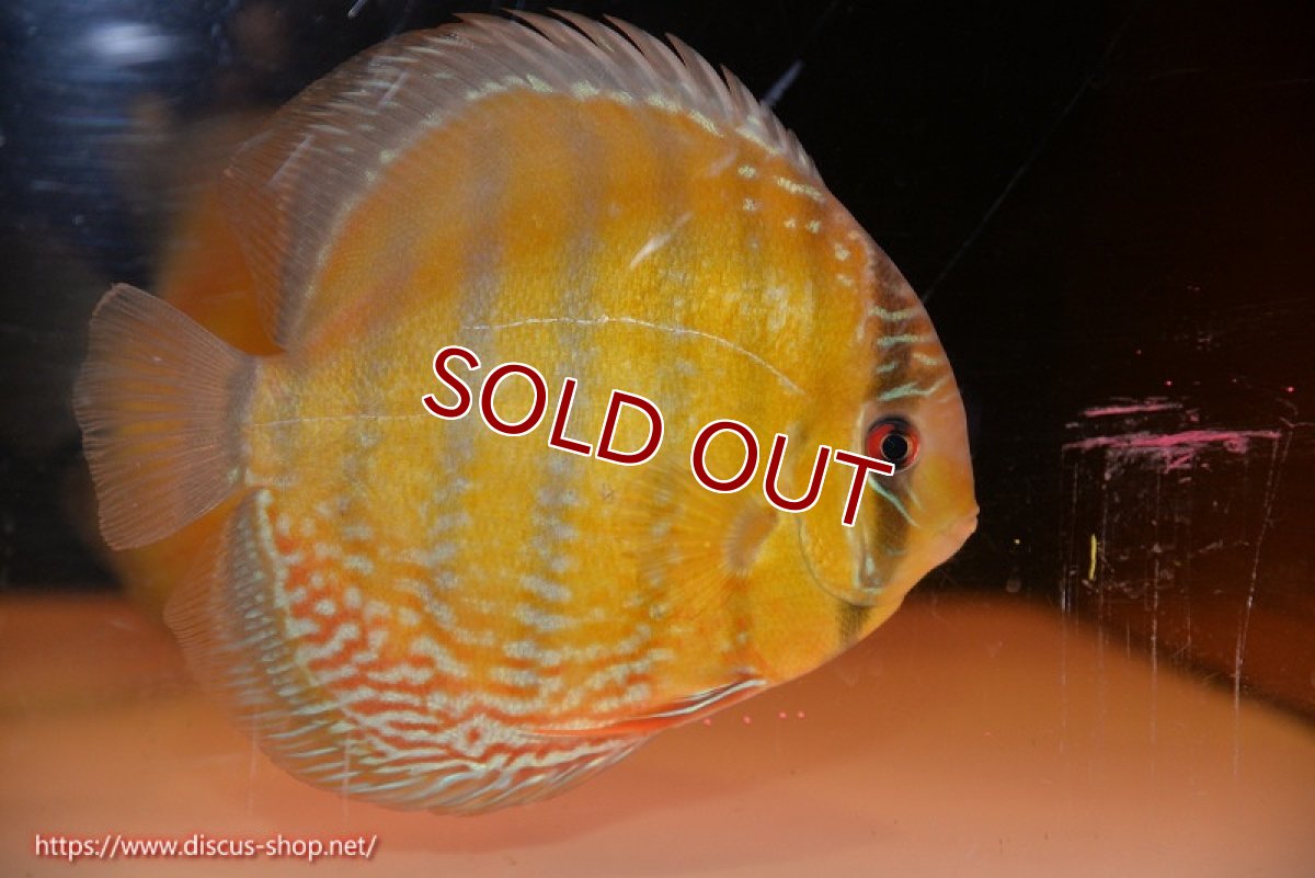 画像1: 【ワイルドディスカス】【通販】【未開の新産地個体】ラーゴサポ ミドルパールロイヤル【個体販売】15-16cm（生体）ラーゴサポ産 (1)