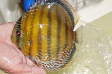 画像1: 【ワイルドディスカス】【通販】【未開の新産地個体】ラーゴサポ ミドルパールロイヤル【個体販売】15-16cm（生体）(生体)ラーゴサポ産 (1)
