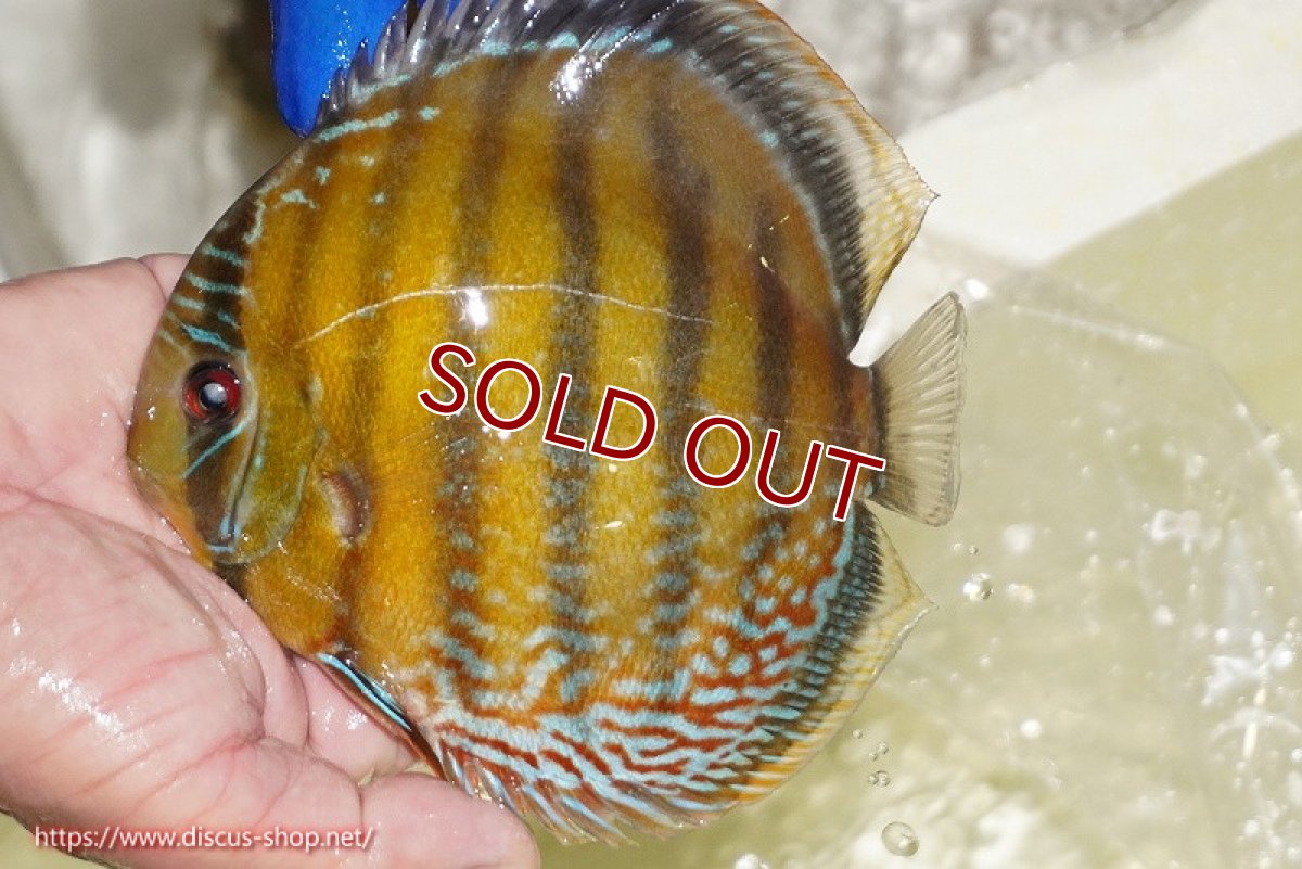 画像3: 【ワイルドディスカス】【通販】【未開の新産地個体】ラーゴサポ ミドルパールロイヤル【個体販売】15-16cm（生体）ラーゴサポ産 (3)