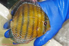 画像4: 【ワイルドディスカス】【通販】【未開の新産地個体】ラーゴサポ ミドルパールロイヤル【個体販売】15-16cm（生体）ラーゴサポ産 (4)